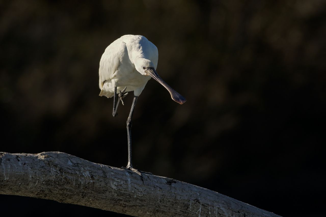 Spatola  (Platalea leucorodia)